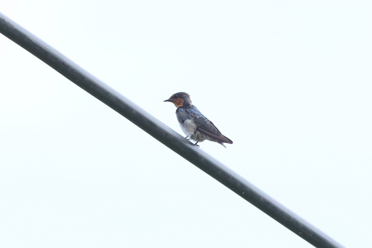 Pacific Swallow - ML620488666