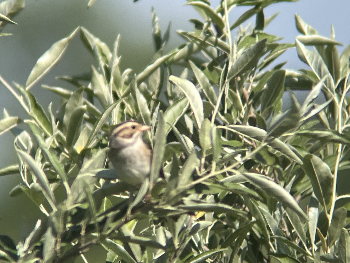 Clay-colored Sparrow - ML620488667