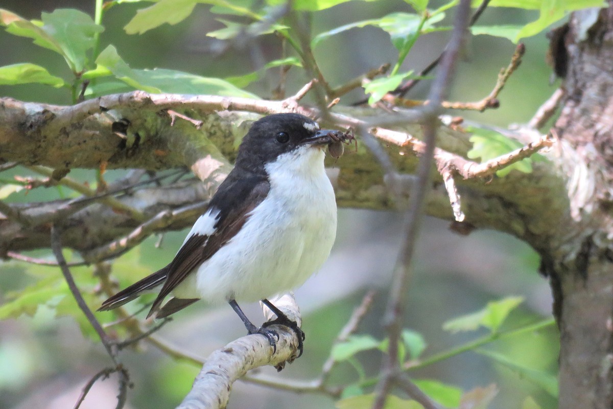 European Pied Flycatcher - ML620488670