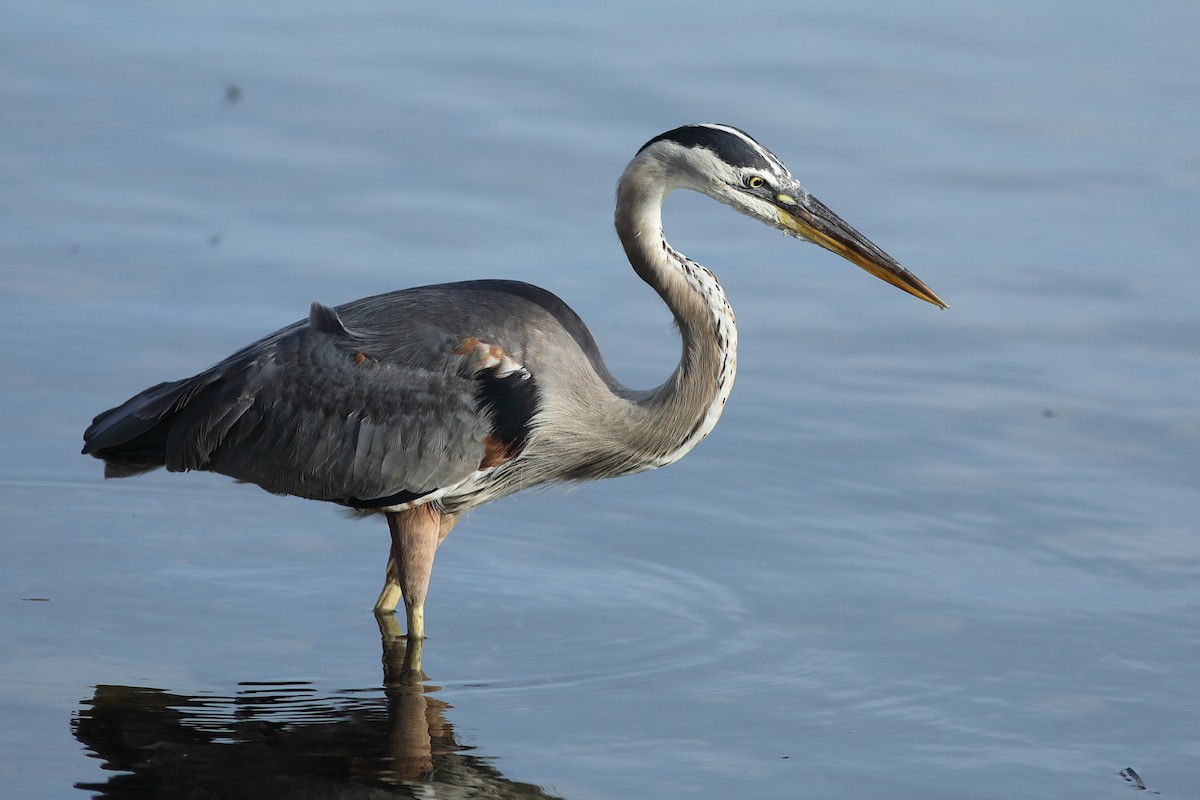 Garza Azulada - ML620488672