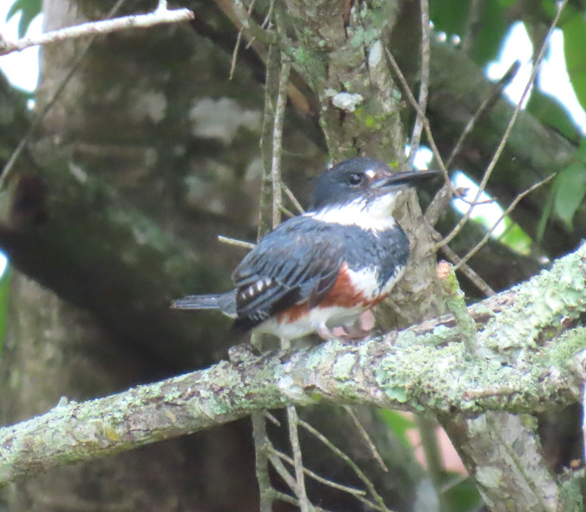 Belted Kingfisher - ML620488675