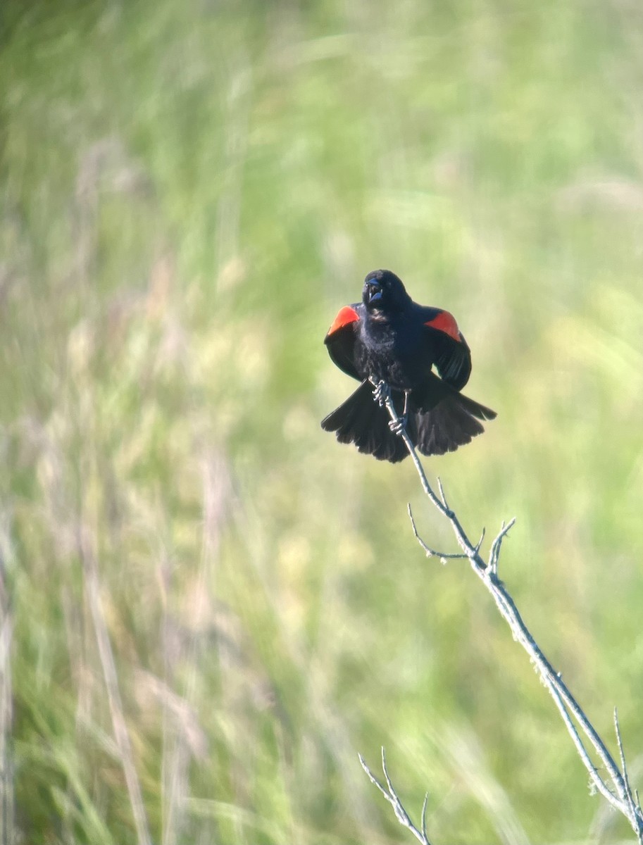 Red-winged Blackbird - Richard Sirull