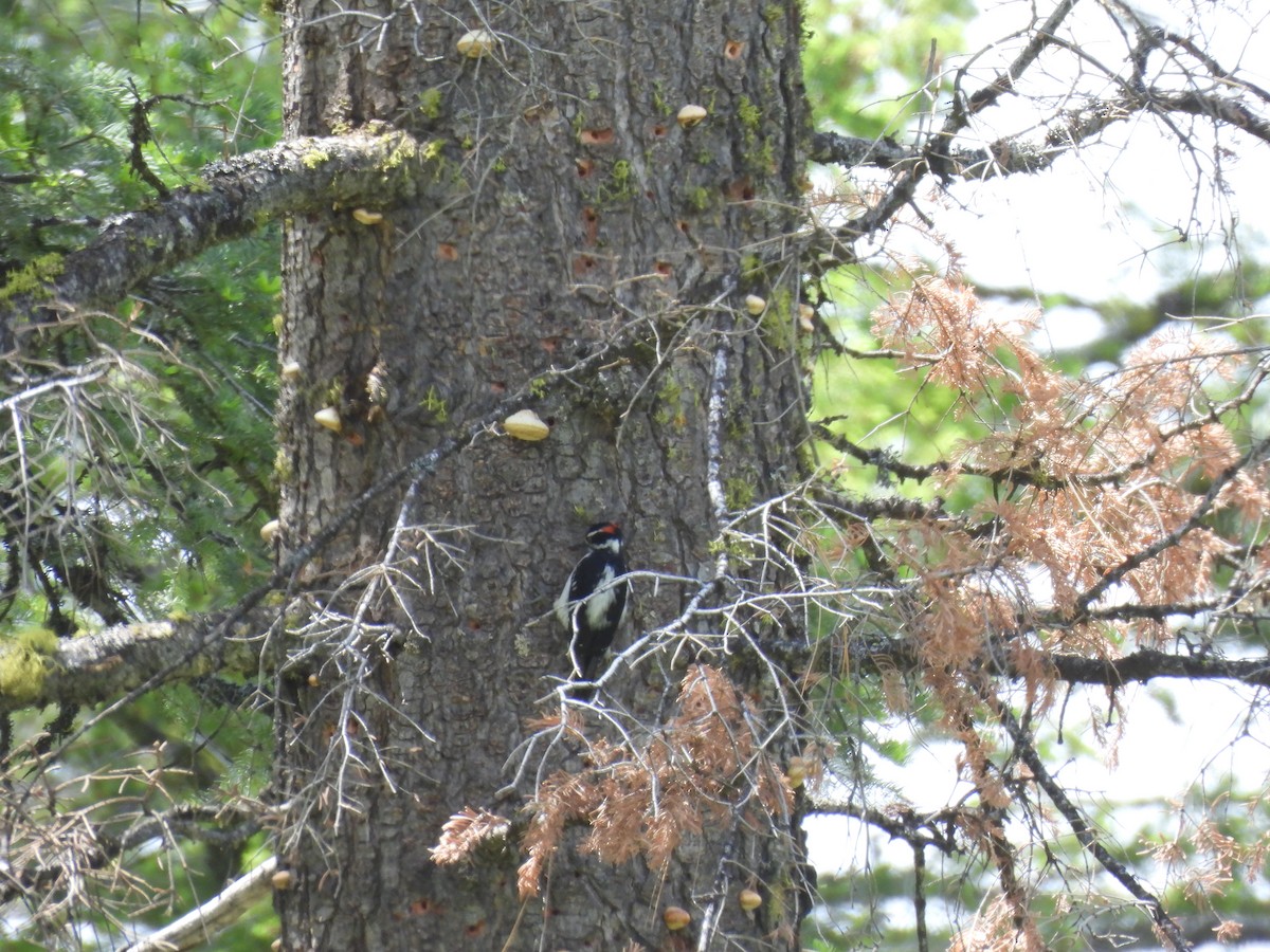 Hairy Woodpecker - ML620488682