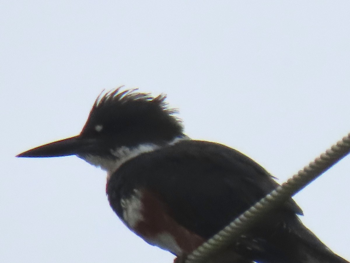 Belted Kingfisher - ML620488683