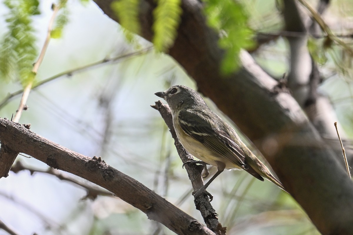 Cassin's Vireo - ML620488684