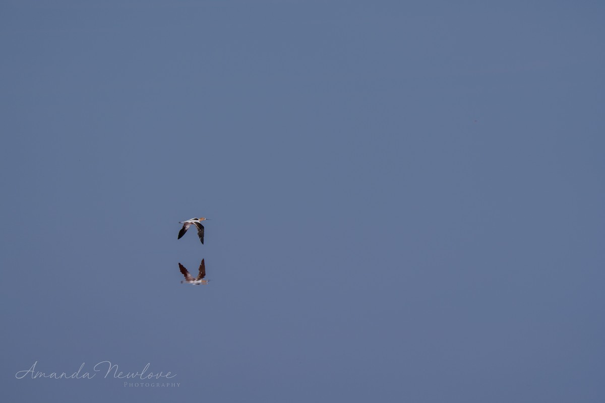 Avoceta Americana - ML620488688