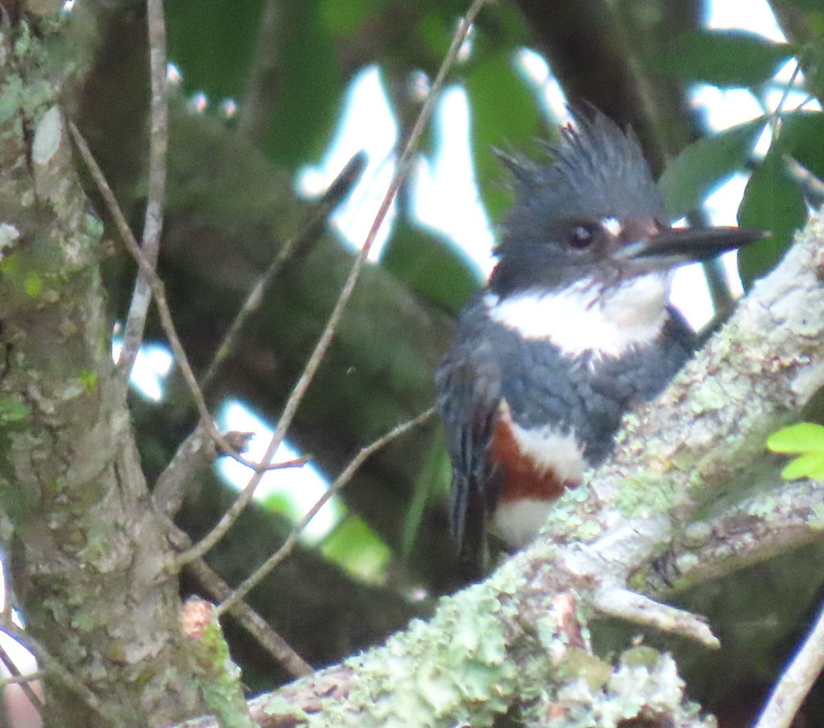 Belted Kingfisher - Monica Higgins