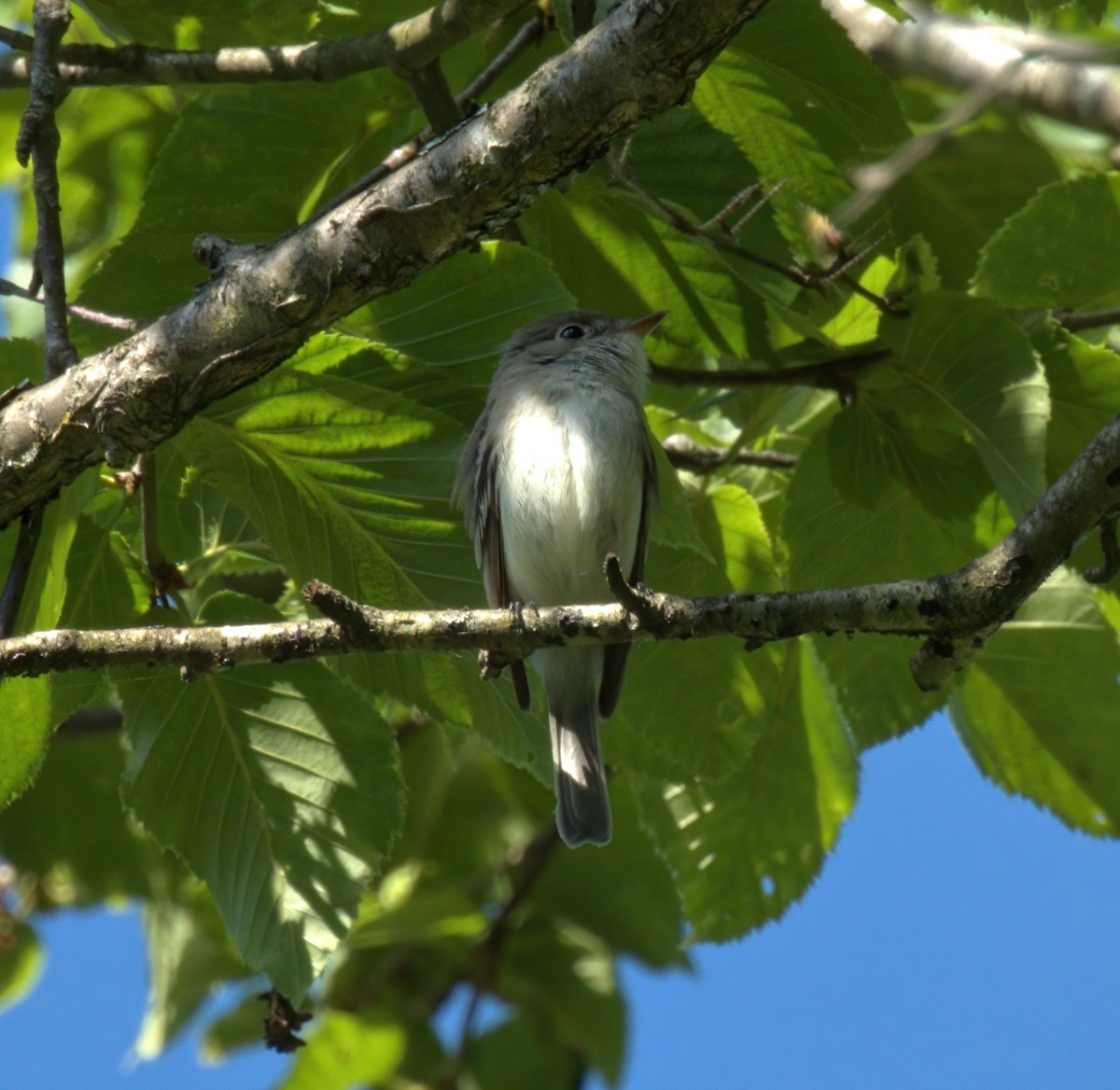 Least Flycatcher - ML620488692