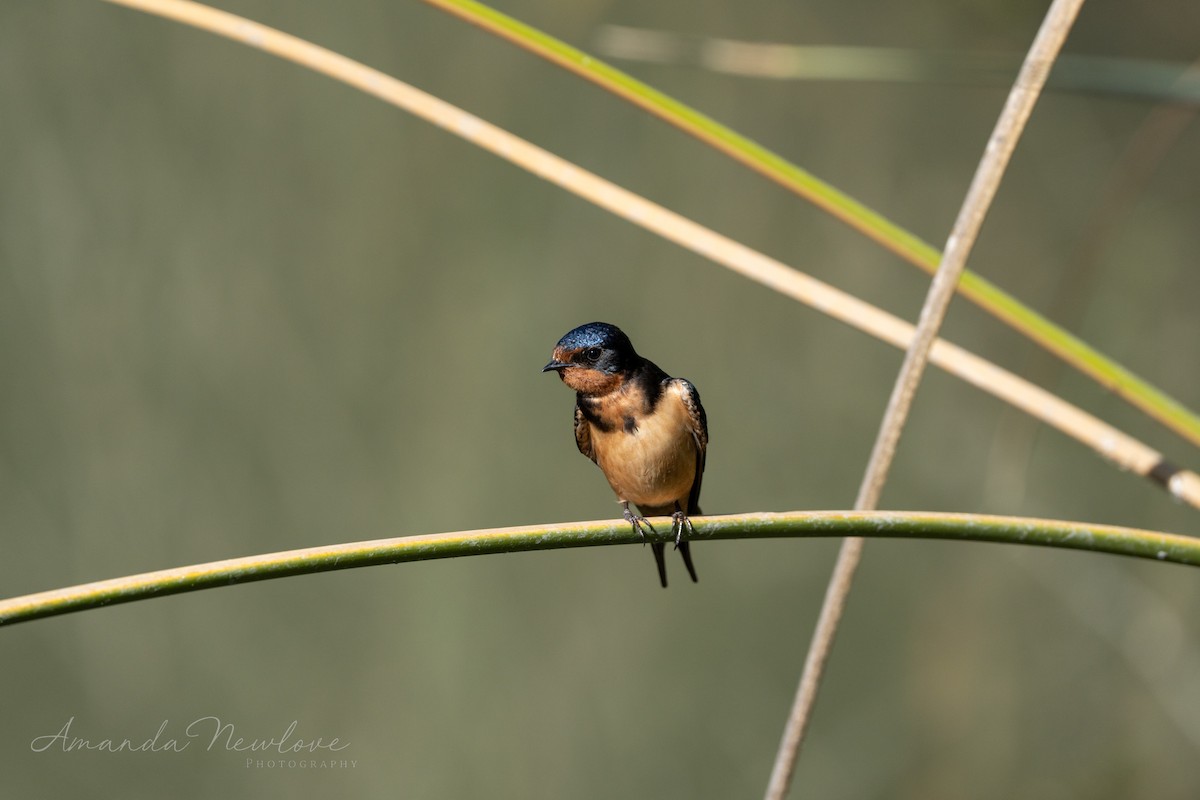 Golondrina Común - ML620488695