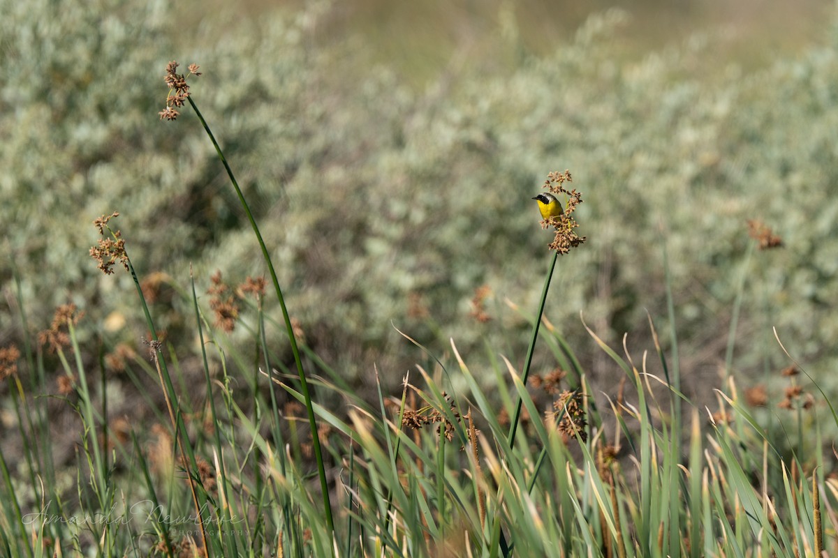 Weidengelbkehlchen - ML620488702