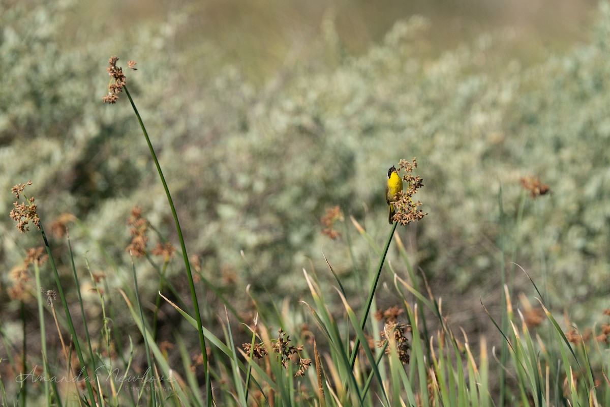 Weidengelbkehlchen - ML620488703