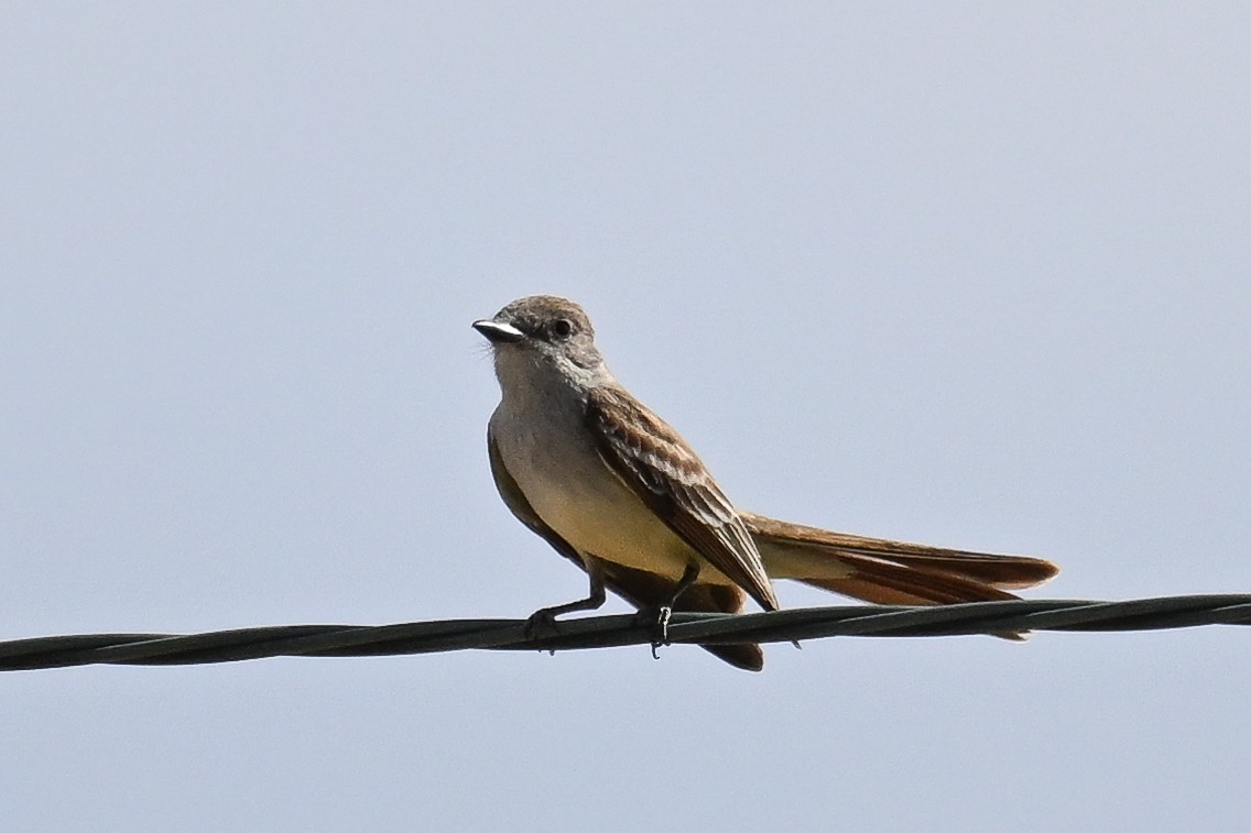 Ash-throated Flycatcher - ML620488706