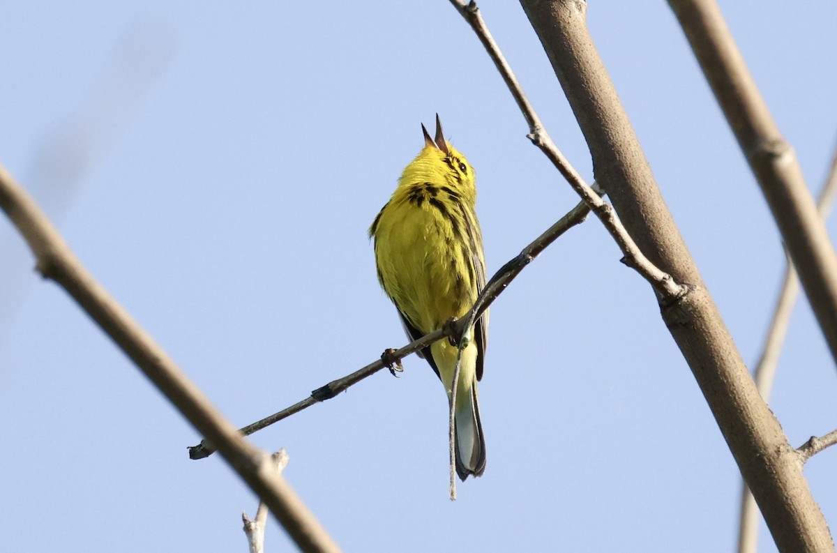 Prairie Warbler - ML620488708