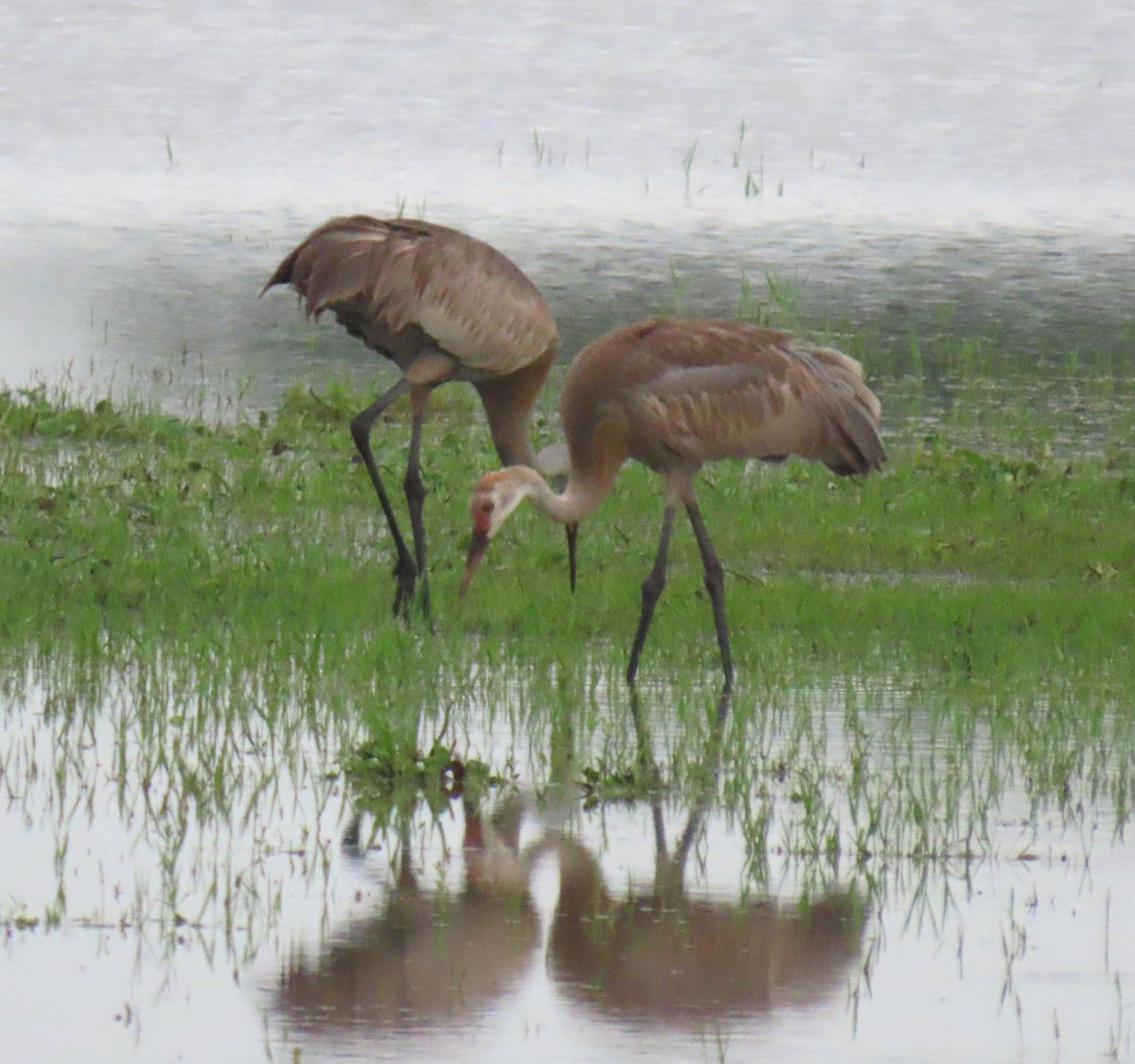 Sandhill Crane - ML620488710