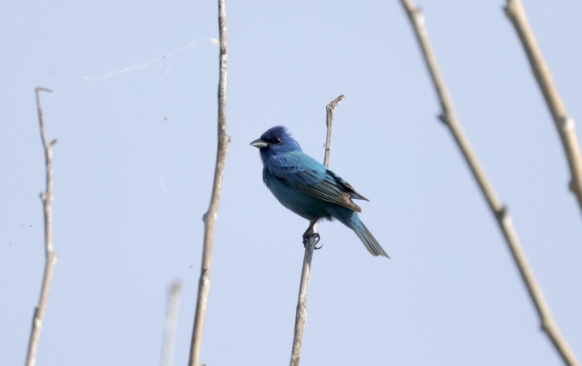 Passerin indigo - ML620488716