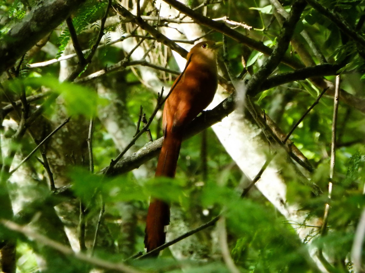 Squirrel Cuckoo - ML620488719