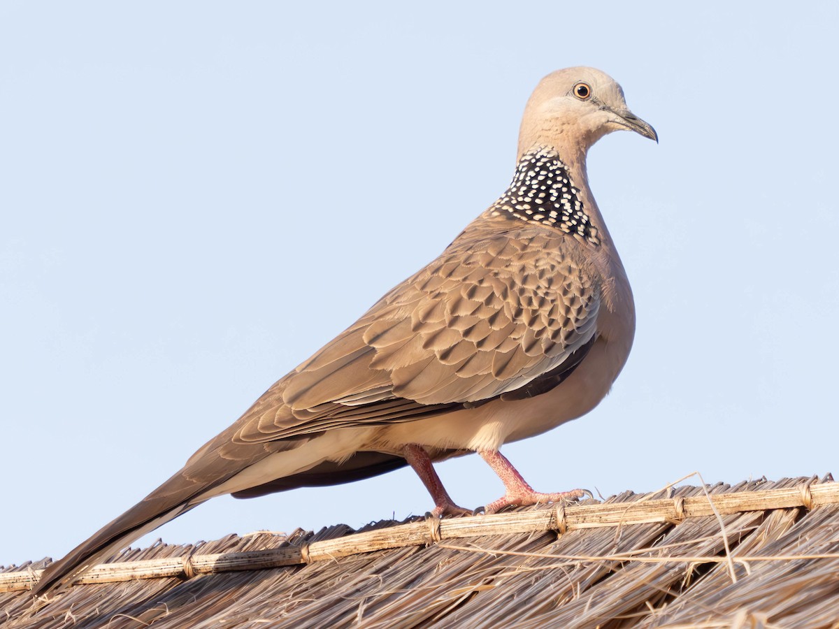 Spotted Dove - ML620488722