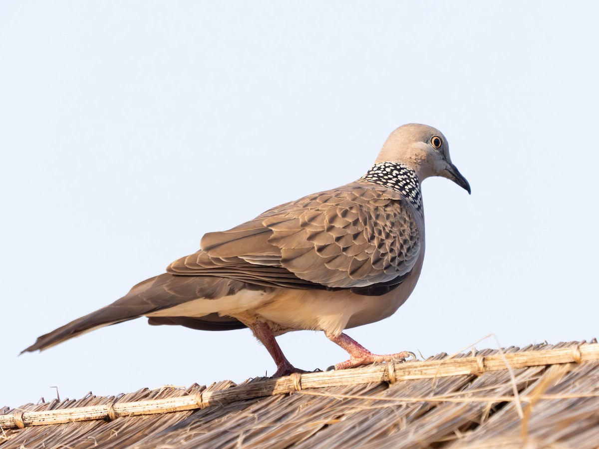 Spotted Dove - ML620488723
