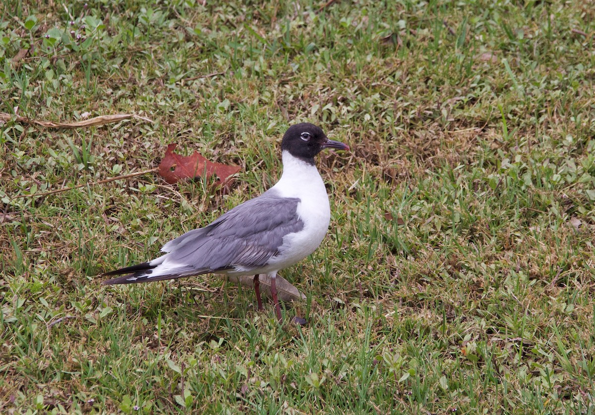 Mouette atricille - ML620488725