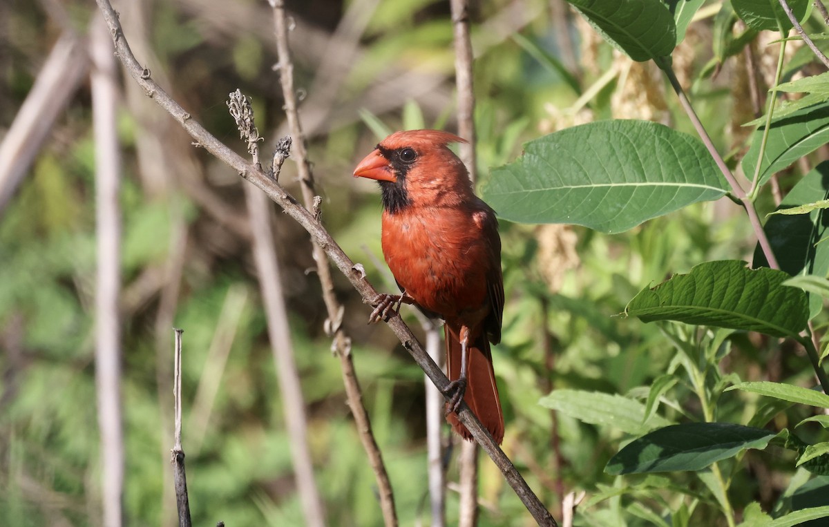 Cardinal rouge - ML620488733