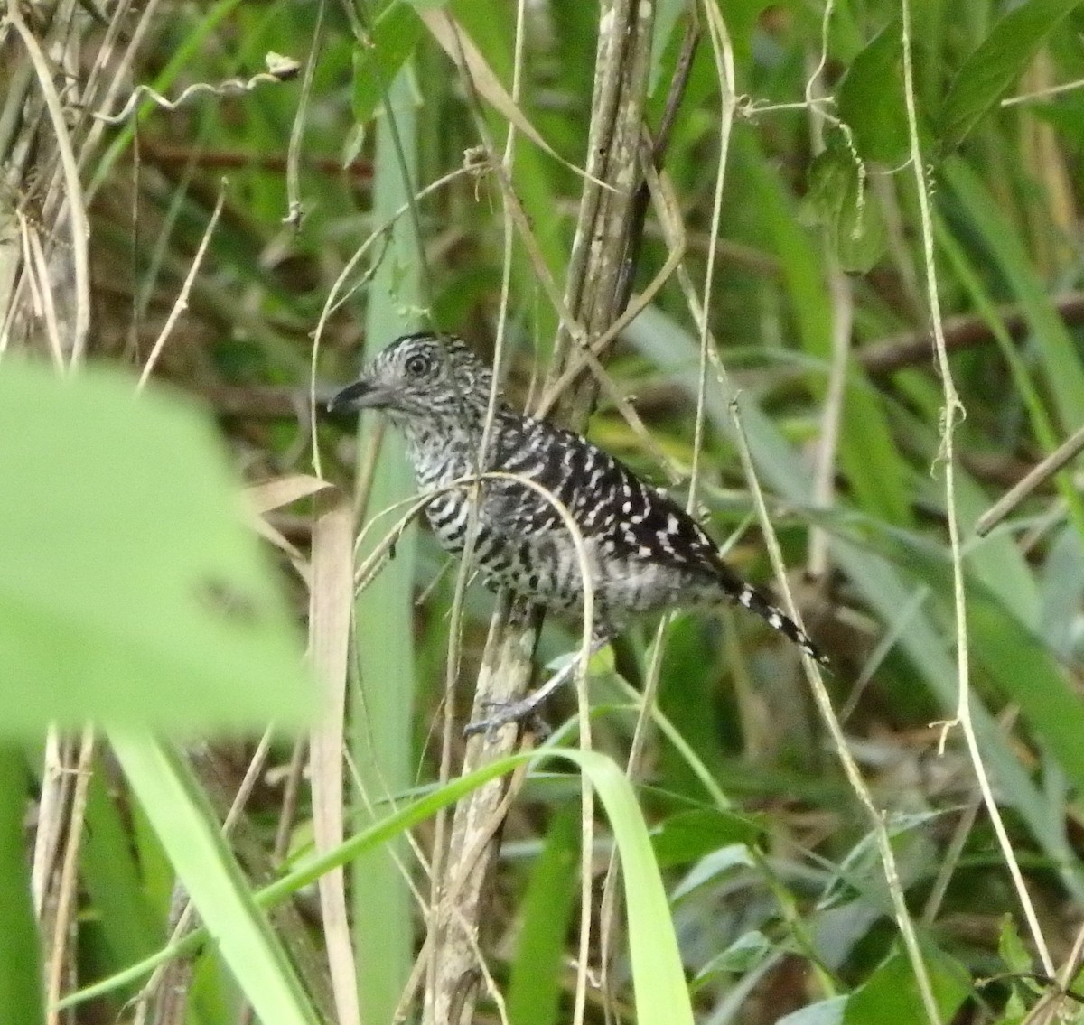 Barred Antshrike - ML620488734