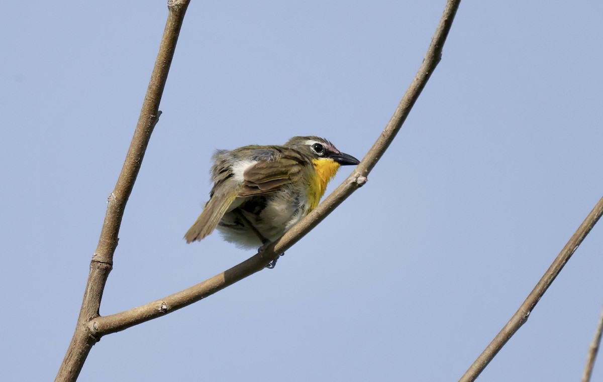 Yellow-breasted Chat - ML620488735