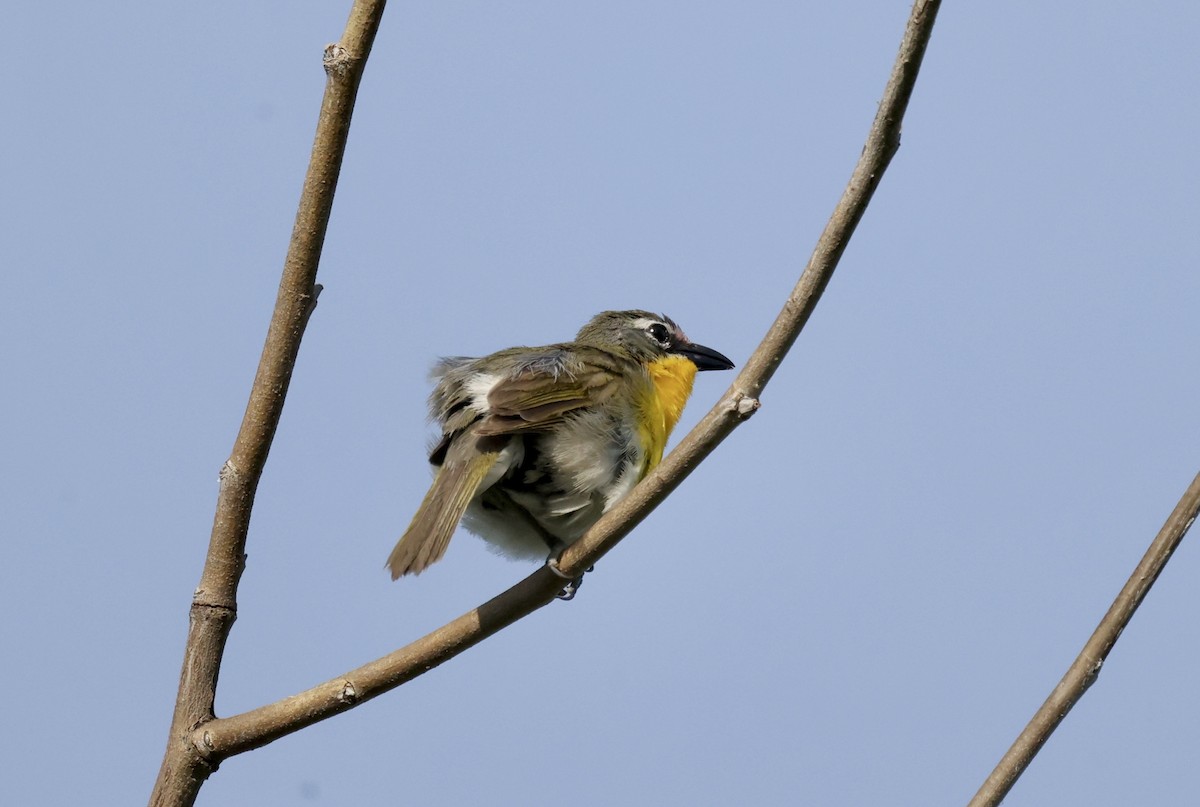 Yellow-breasted Chat - ML620488736