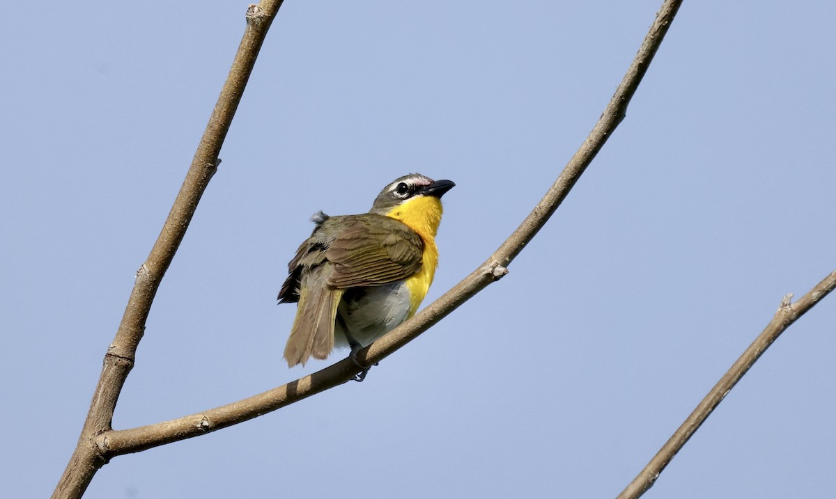 Yellow-breasted Chat - ML620488737