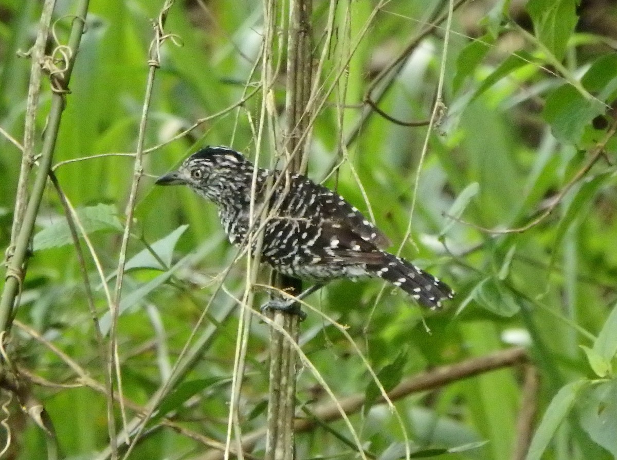 Barred Antshrike - ML620488738