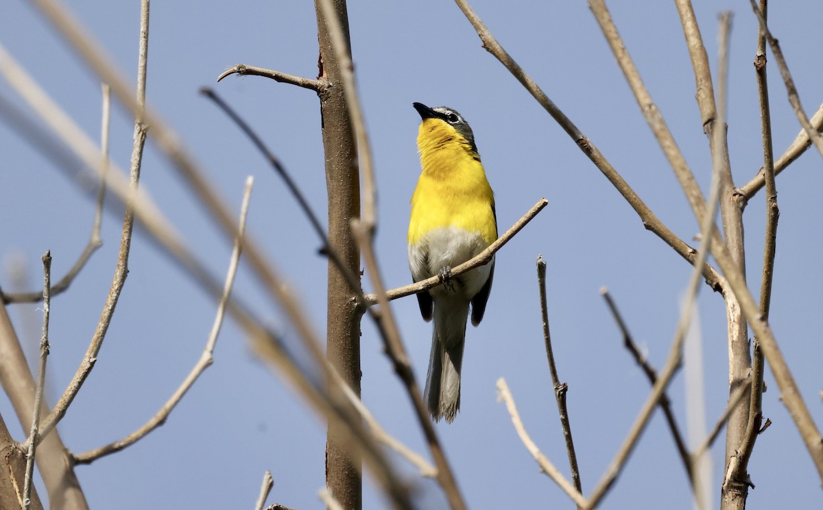 Yellow-breasted Chat - ML620488739