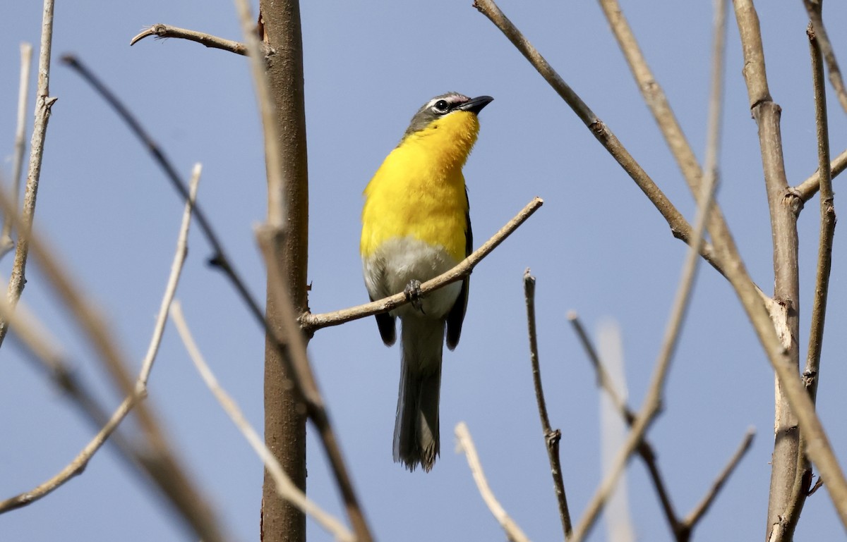 Yellow-breasted Chat - ML620488740