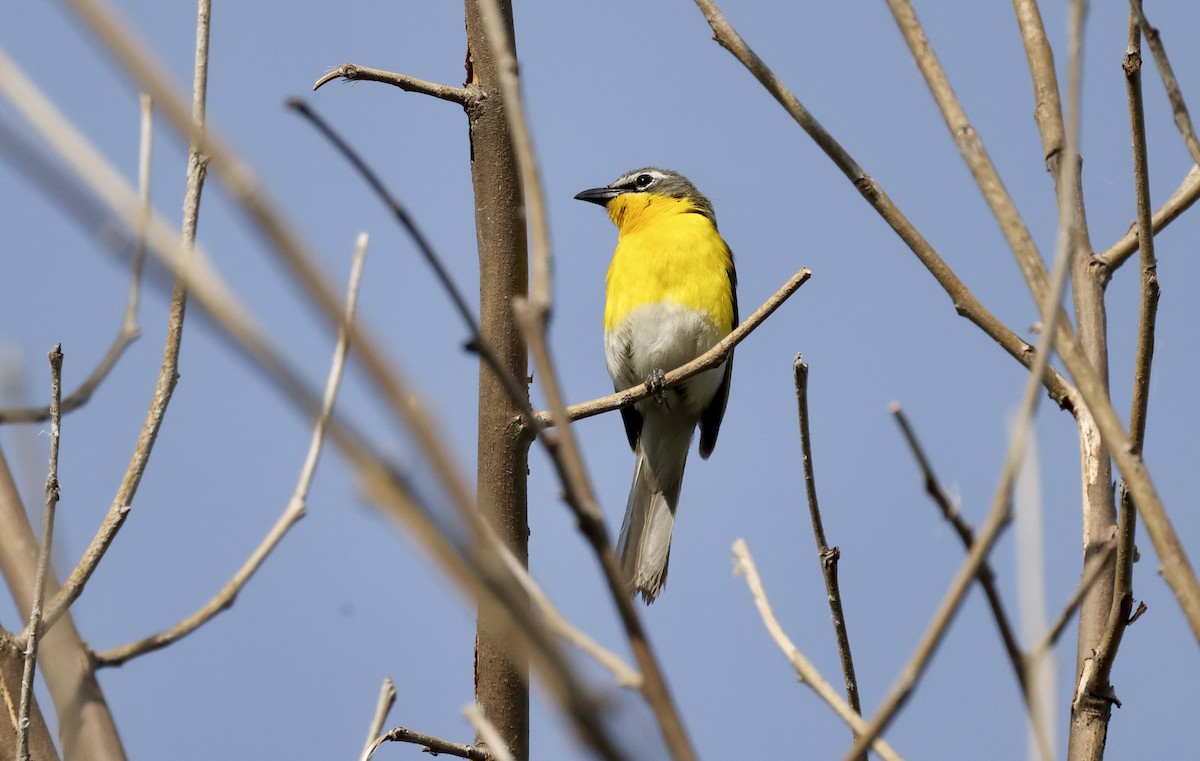 Yellow-breasted Chat - ML620488741