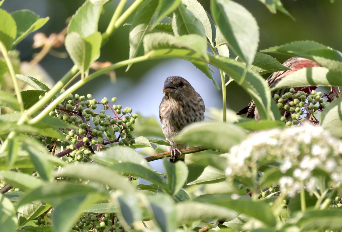 House Finch - ML620488755