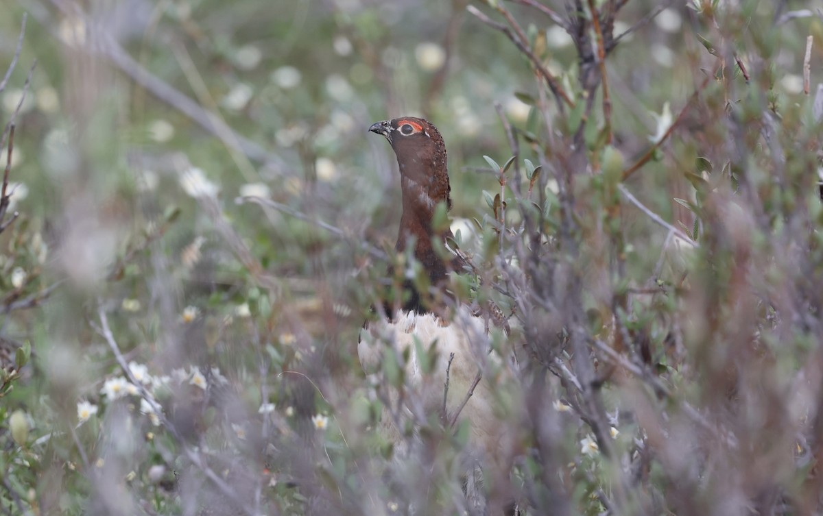 Willow Ptarmigan - ML620488761