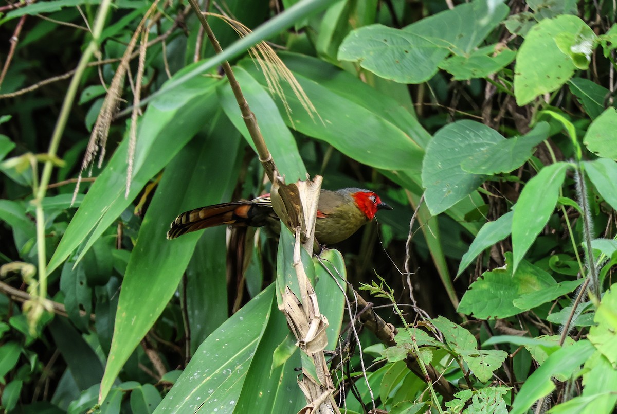 Scarlet-faced Liocichla - ML620488773