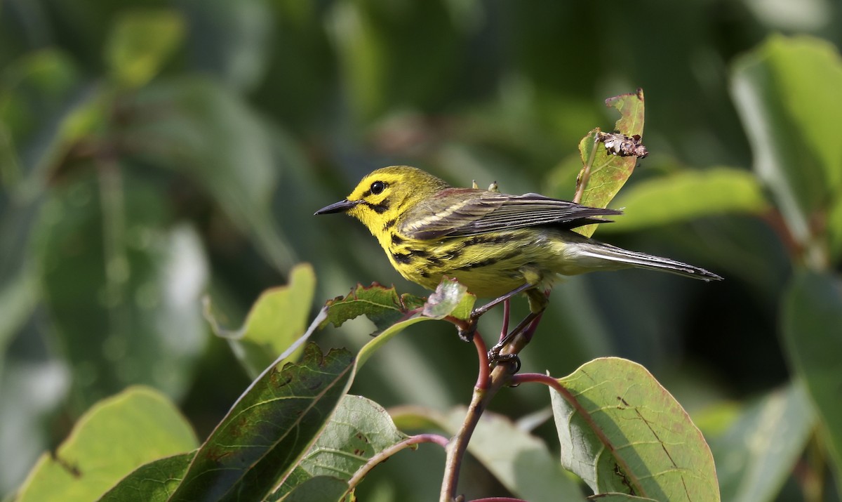 Prairie Warbler - ML620488779