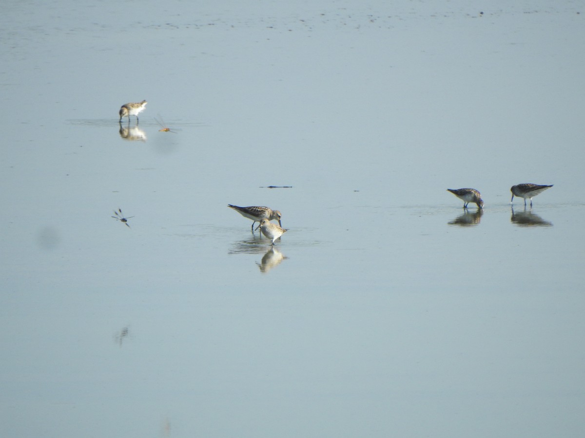 Weißbürzel-Strandläufer - ML620488780