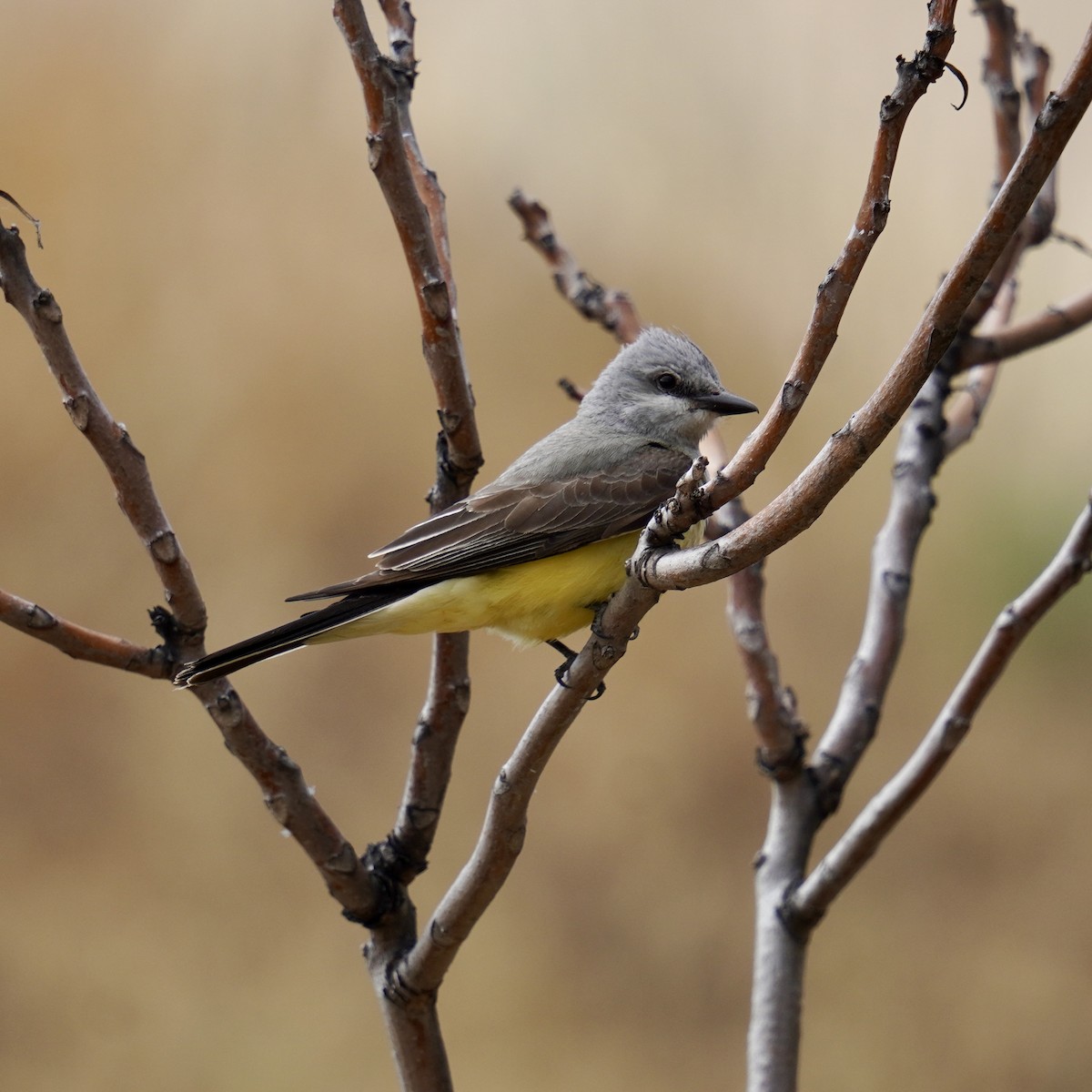 Western Kingbird - ML620488782