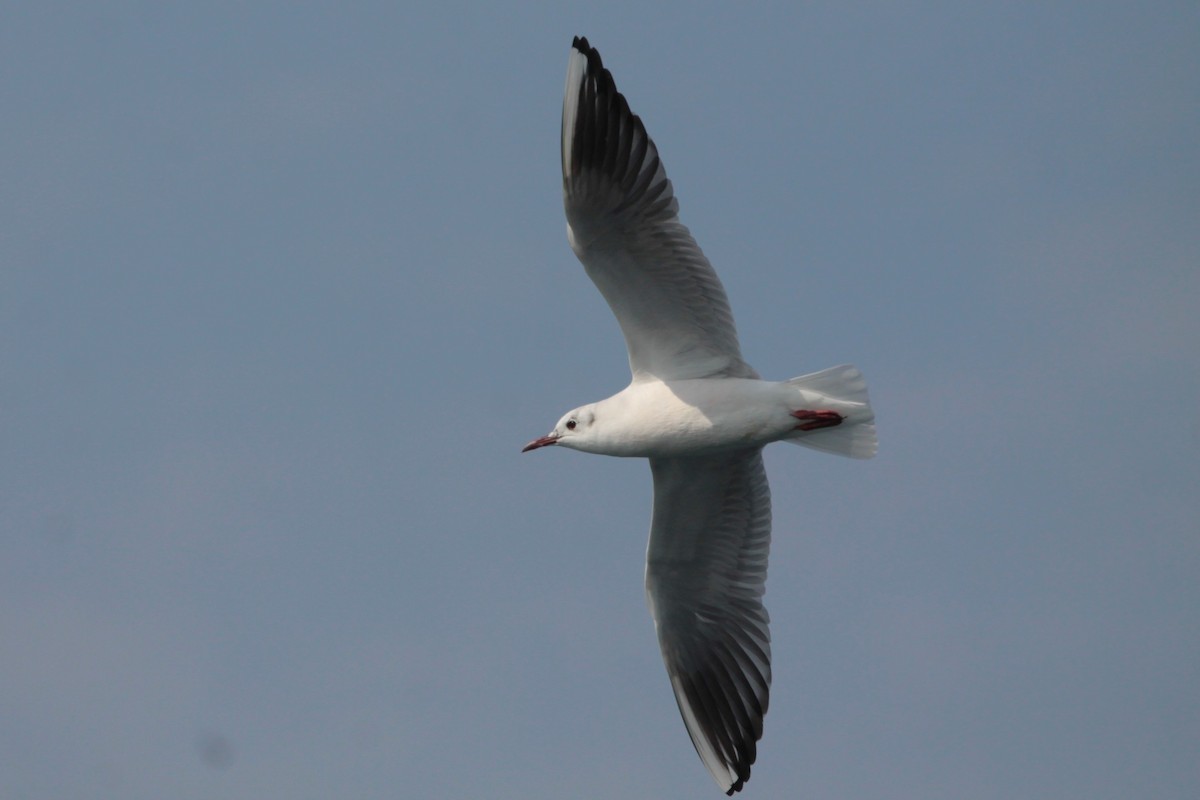 Mouette rieuse - ML620488783