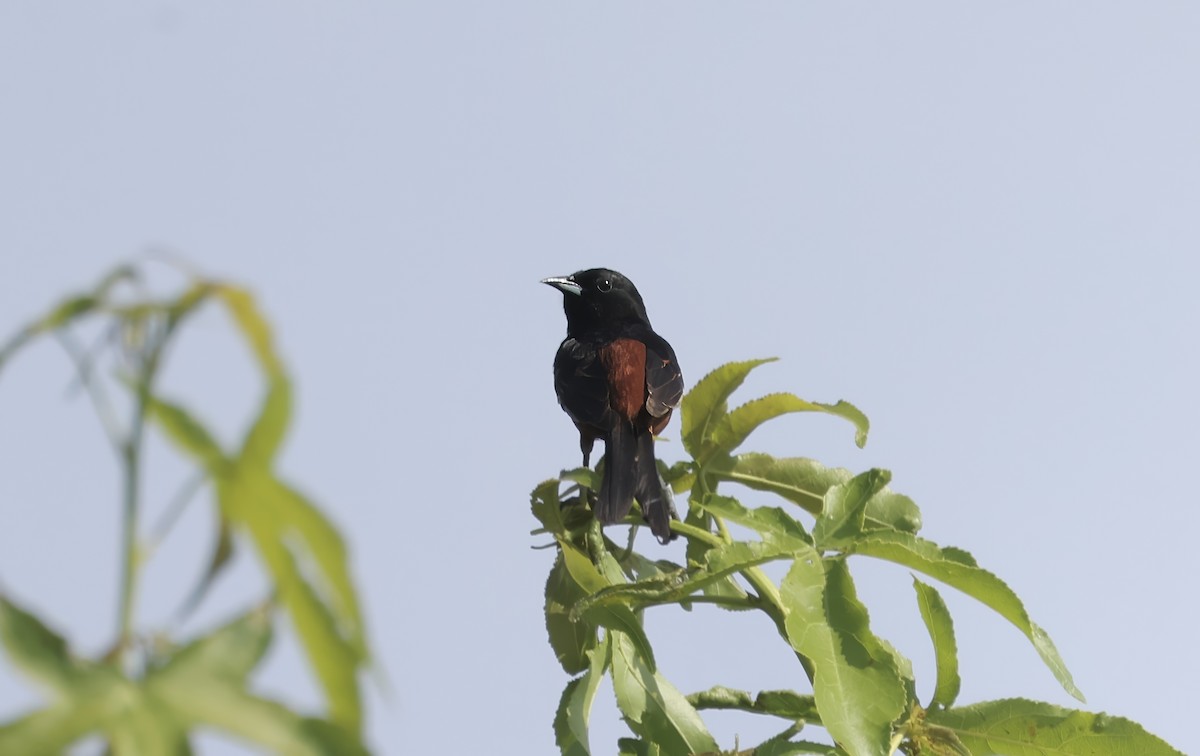 Orchard Oriole - ML620488785