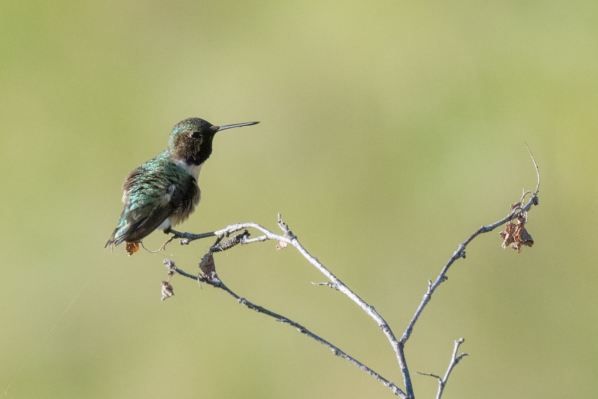 Colibri à gorge noire - ML620488787