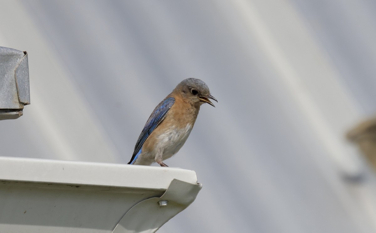 Eastern Bluebird - ML620488789