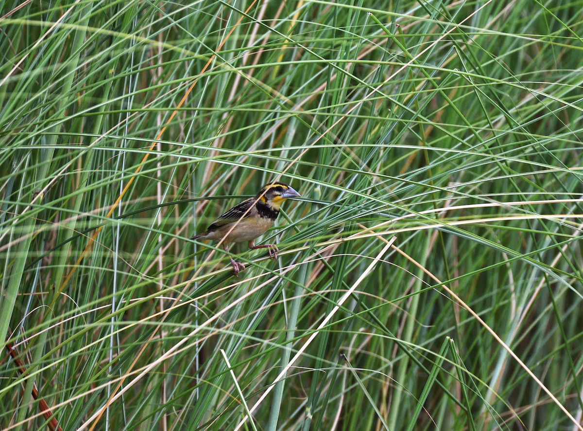 Black-breasted Weaver - ML620488790