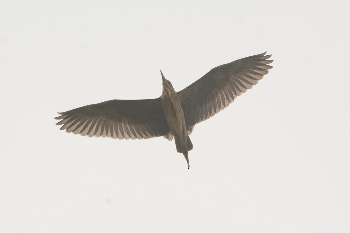 Black-crowned Night Heron - ML620488798