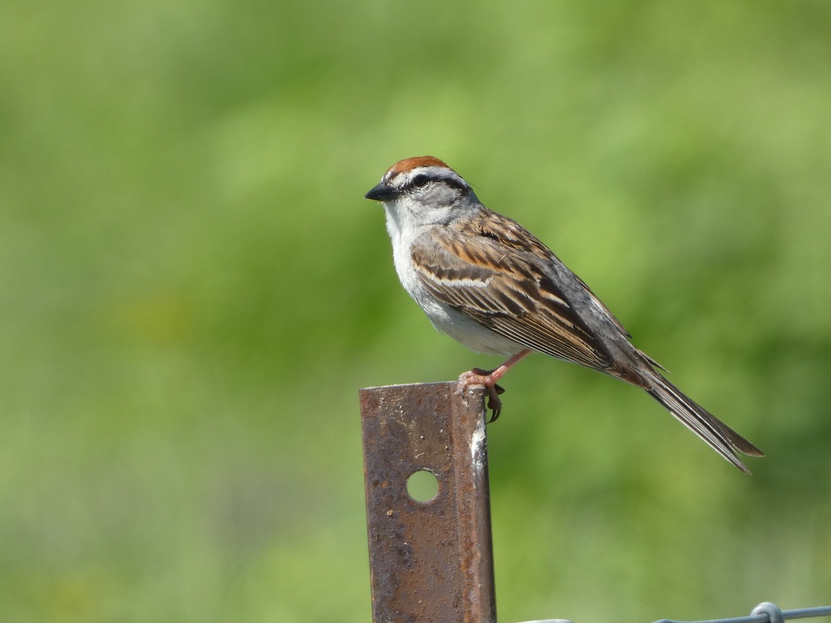 Chipping Sparrow - ML620488802