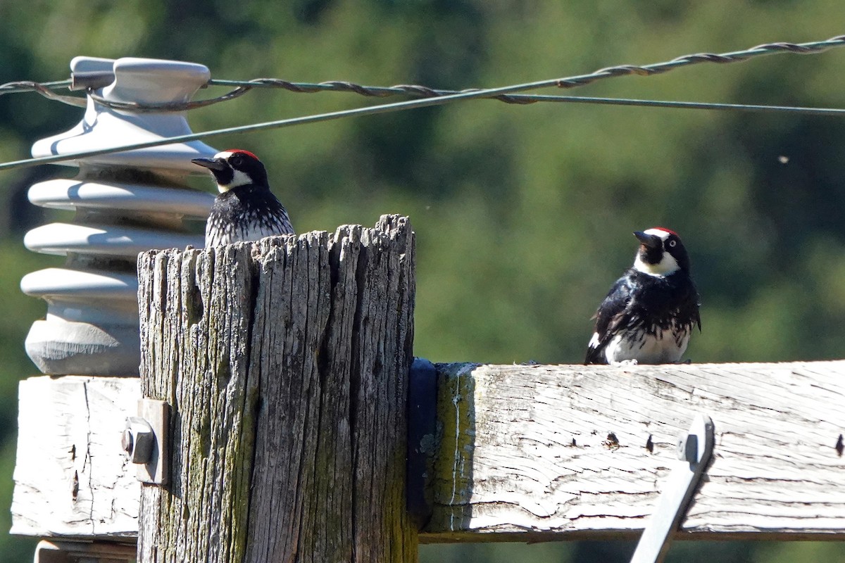 Acorn Woodpecker - ML620488809