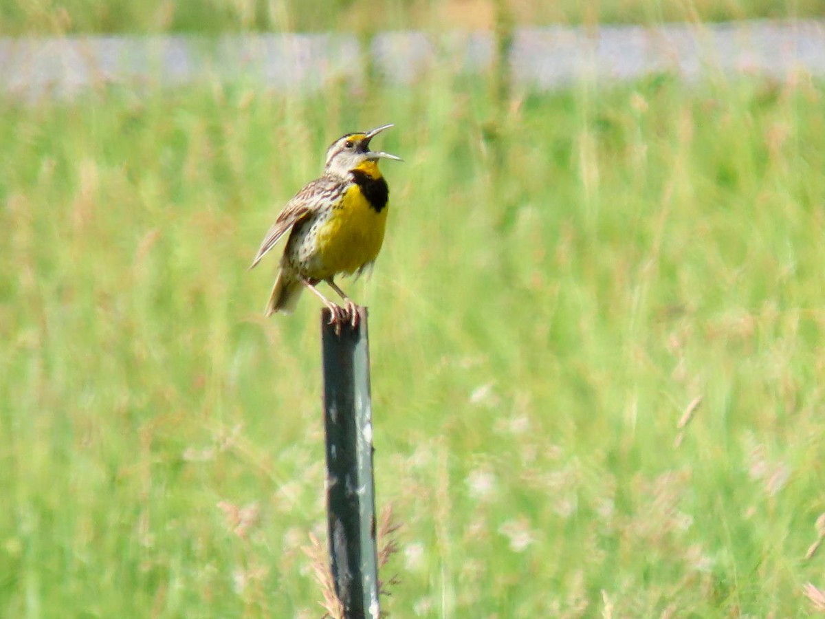 Eastern Meadowlark - ML620488812