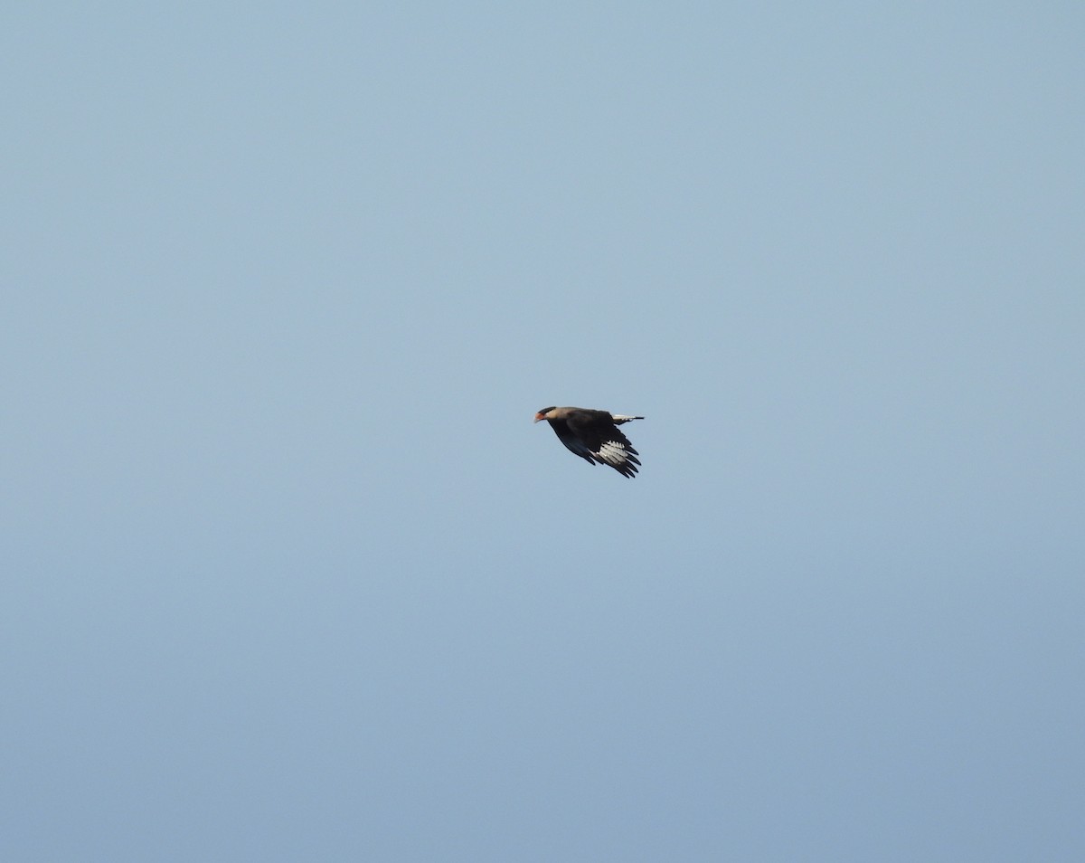 Crested Caracara - ML620488813