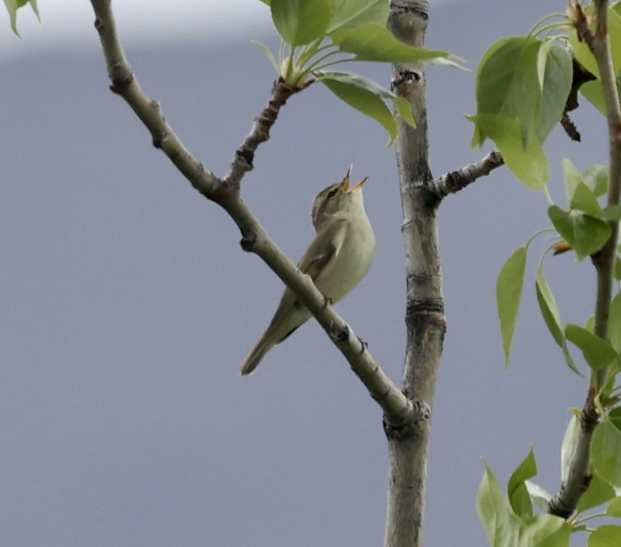 Arctic Warbler - ML620488818