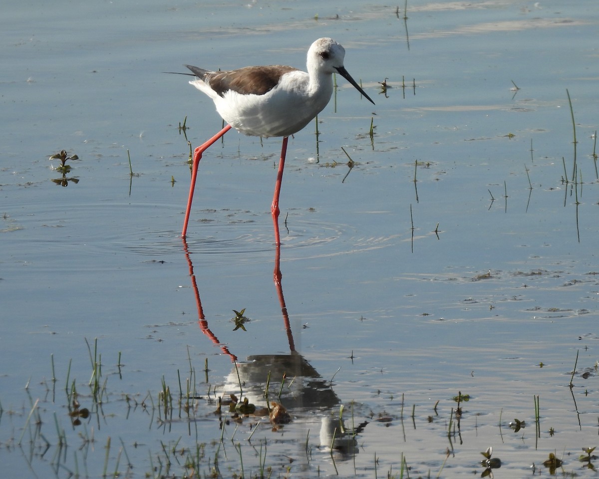 Black-winged Stilt - ML620488821